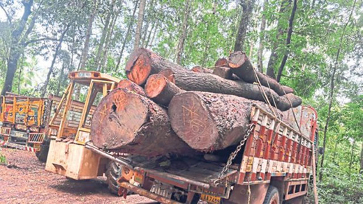 Timber 